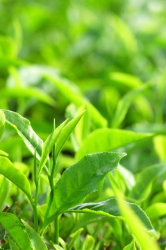 茶葉