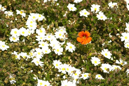 白色的花