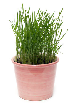 具有綠色草本植物的陶瓷壺
