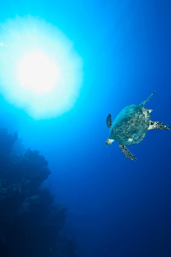 海洋和玳瑁