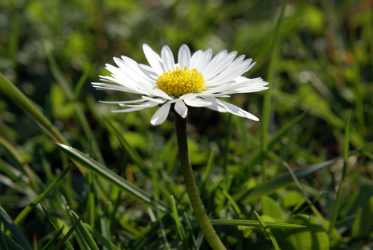 雛菊花