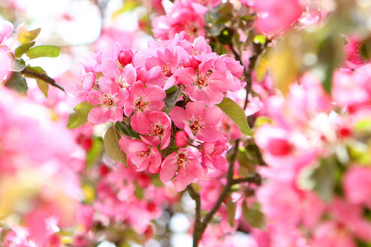 樹(shù)的花