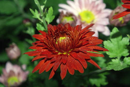 菊花