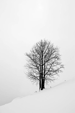 在Snow樹