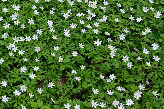 森林邊緣山谷中的百合花。