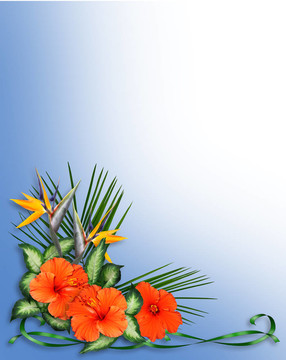 熱帶的芙蓉花邊框