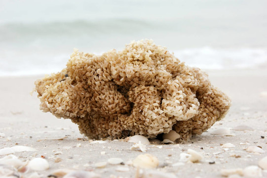海灘上的海綿
