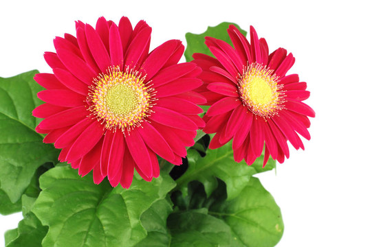 紅太陽花