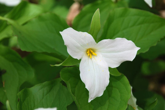 花白色延齡草