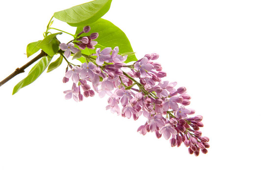丁香花