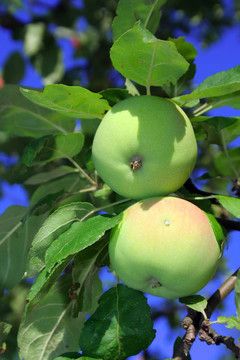 蘋(píng)果樹(shù)上的蘋(píng)果