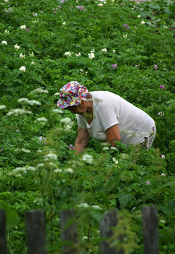 廚房花園的護(hù)理