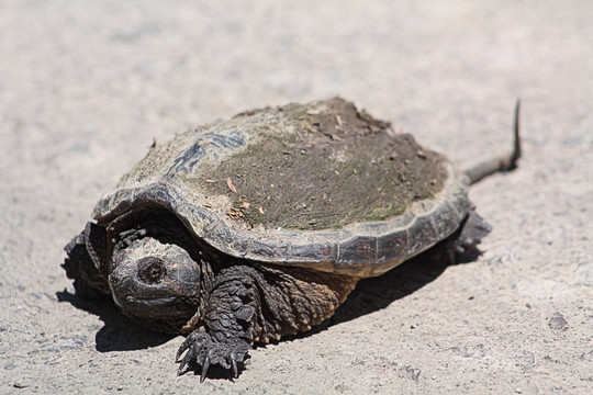 鱷龜（Chelydra serpentina）re-4538