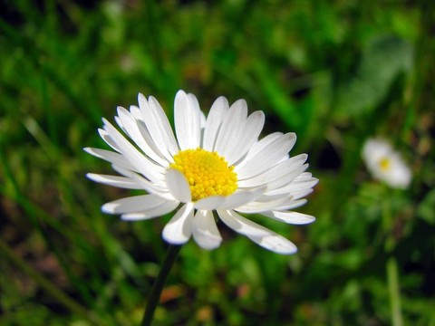 雛菊