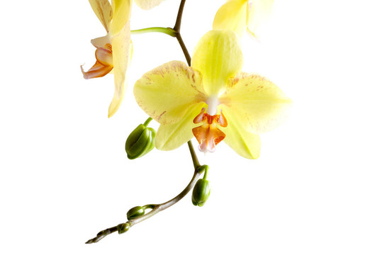 黃色的蘭花