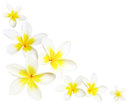 雞蛋花角