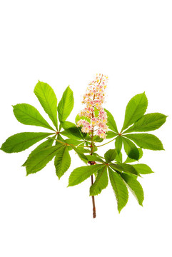 栗花