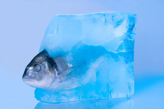 魚