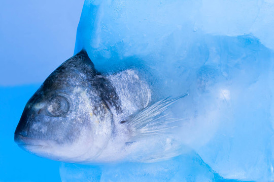 魚
