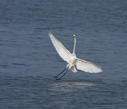 Great White Egret著陸