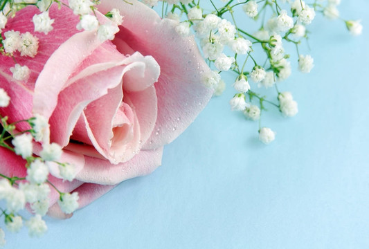 Pink Rose和嬰兒的呼吸