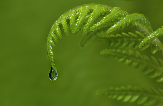 雨滴對蕨類植物