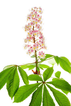 栗花