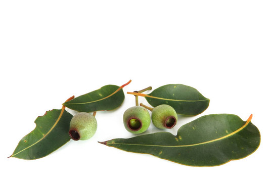 gumnuts