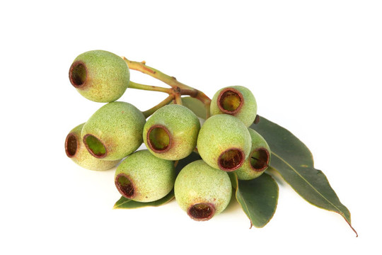 gumnuts