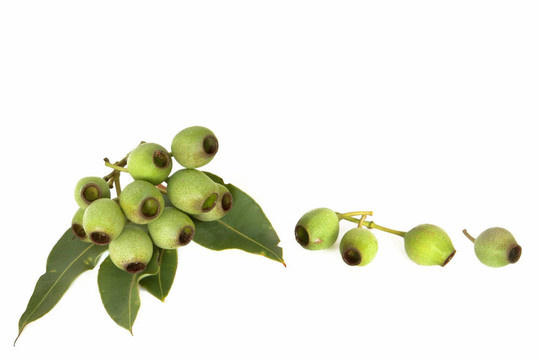 gumnuts