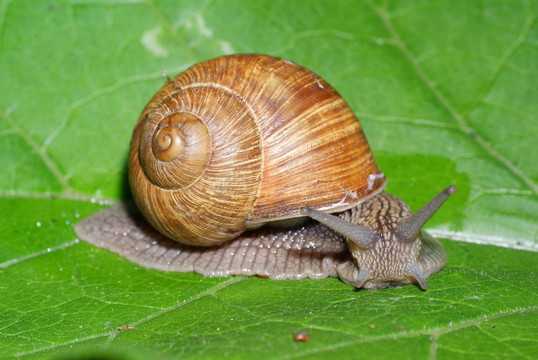 蝸牛