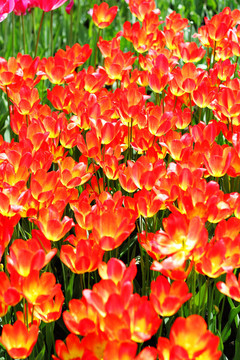 火紅的郁金香花的背景