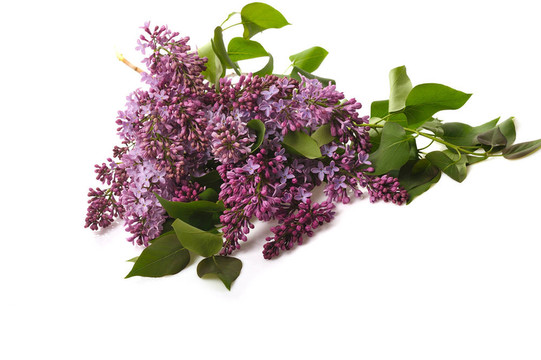 丁香花