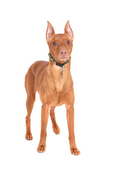迷你杜賓犬