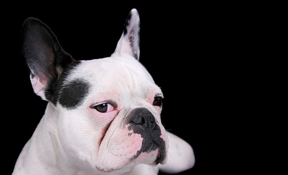 斗牛犬的畫像
