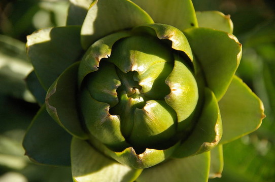artichocke