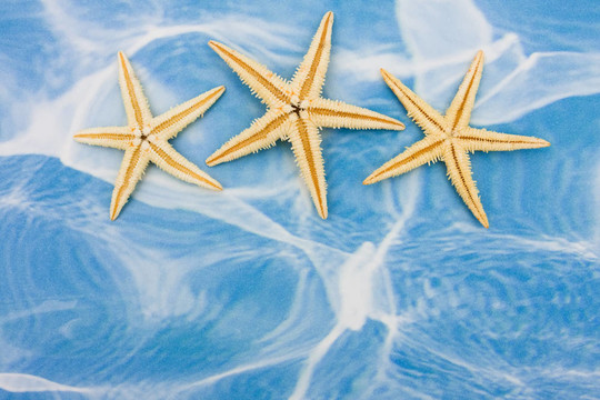 海星的邊界