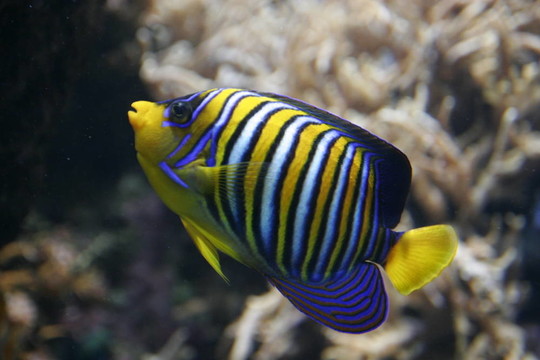 異國(guó)情調(diào)的魚