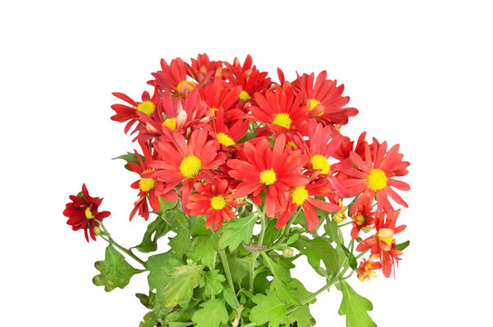 菊花芽；在白色背景上分離