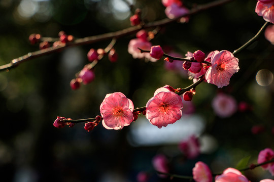 紅梅 花卉 盛開 冬天 梅花