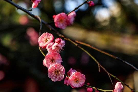 梅花 紅梅 花卉 盛開 冬天
