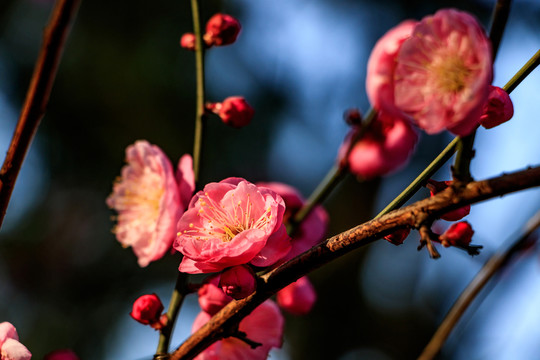 梅花 紅梅 花卉 盛開 冬天