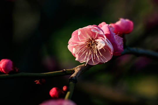 梅花 紅梅 花卉 盛開(kāi) 冬天