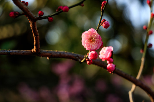 梅花 紅梅 花卉 盛開 冬天