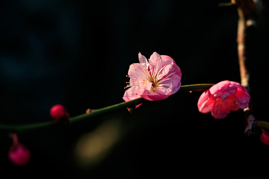 梅花 紅梅 花卉 盛開 冬天