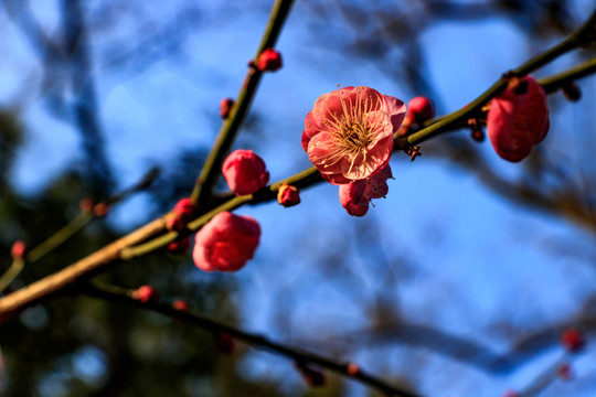 梅花 紅梅 花卉 盛開 冬天