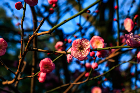 梅花 紅梅 花卉 盛開 冬天