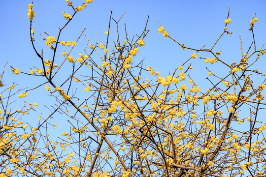 臘梅花 黃梅花 蠟梅花 金梅