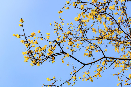 臘梅花 黃梅花 蠟梅花 金梅