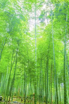 竹子竹林